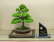 NZ Black Beech