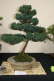 Cryptomeria