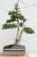 Lonicera Nitida