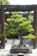 Monterey Pine