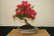 Azalea